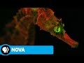 NOVA Creatures Of Light Preview PBS