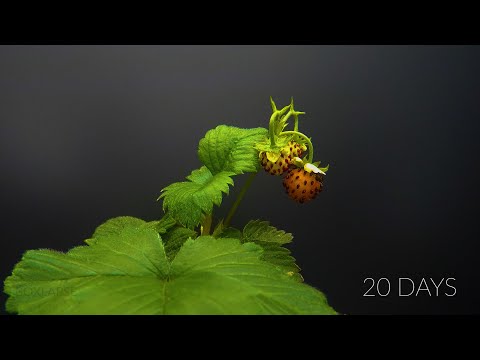 Wild Strawberry Time Lapse - From Flower to Berries (fail)