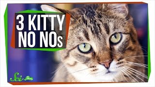3 Things Your Cat Should Not Be Doing