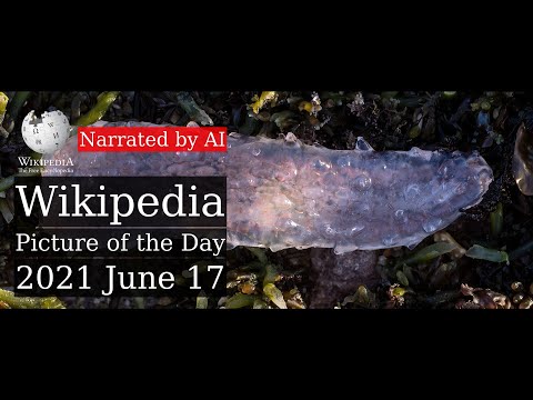 Wikipedia Picture of the Day: 2021-06-17 - Pyrosoma atlanticum (Narrated by Joanna)