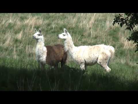 download lagu mp3 mp4 Squale Sverige, download lagu Squale Sverige gratis, unduh video klip Squale Sverige