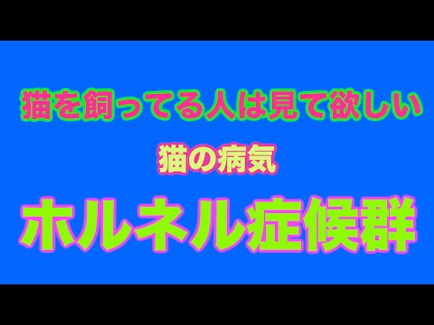 猫のホルネル症候群