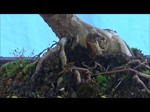 Bonsai 2019-11 - Sommerpflege - Teil I