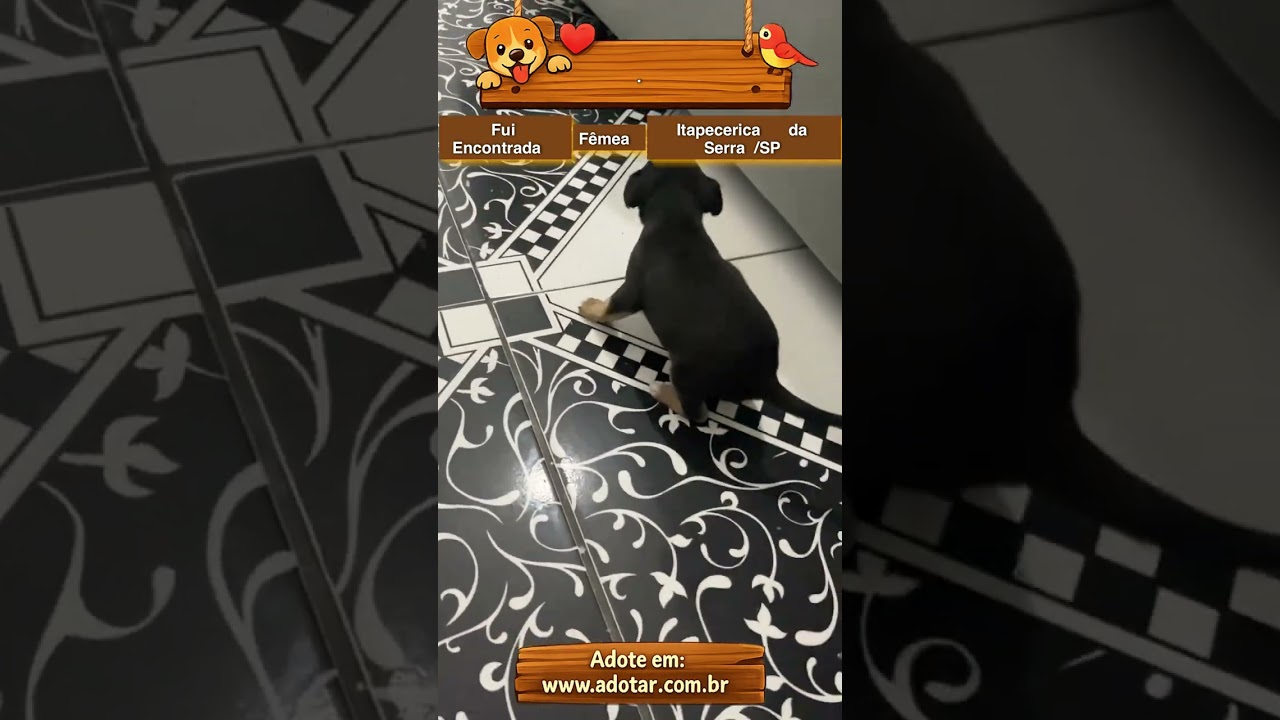 Cachorro raça SRD-ViraLata idade Abaixo de 2 meses nome .