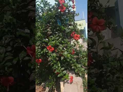 beautiful flowers # shorts