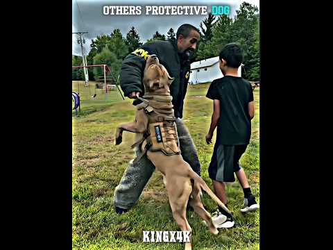 Watch the Protective Dog in Action