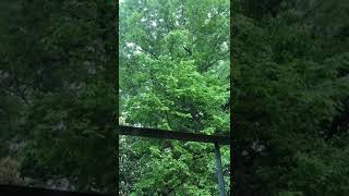見上げてごらん夜の星を