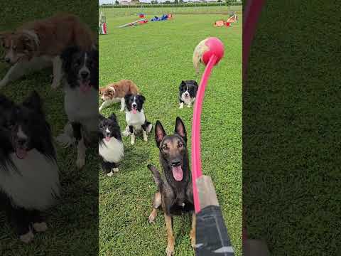 Super sfida #bordercollie #shetlandsheepdog #malinois
