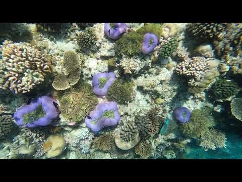 Videos del Angsana Velavaru 5★ en Dhaalu Atoll, MaldivasVer MásVerPrecios19CerrarConsulta por Whatsapp 🇦🇷BookingTripadvisorExpediaAgodaTravelocityOrbitzPricelineTripSkyscannerDespegarKayakHotelesDestiniaTrivagoTurismocityAlmundoLastminuteTuiWotif