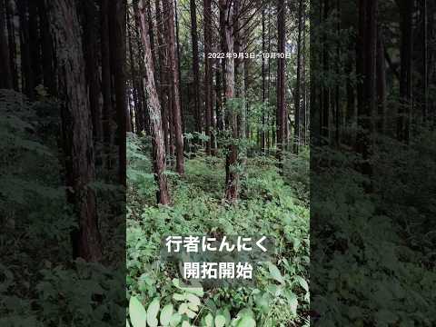 ニンニクが好きな木はどれですか?なぜ特に彼らの足元に植えるのでしょうか？  庭園
