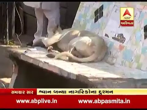 Dogs threats in Ahmedabad and Surat