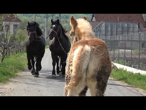 Caii lui Ion de la Bixad, Satu Mare - 2022 Nou!!!