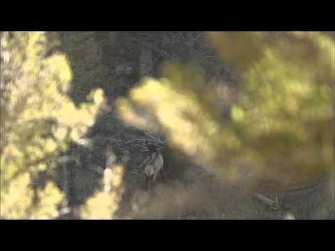 Record Quest: Magic of Aspen