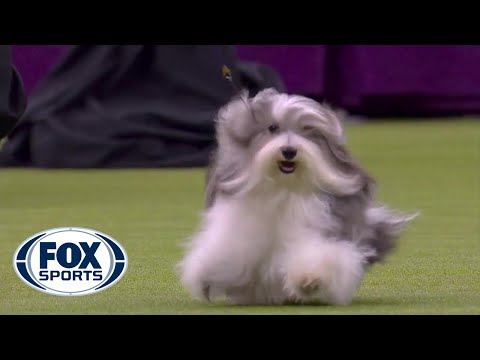 Encore Havanese