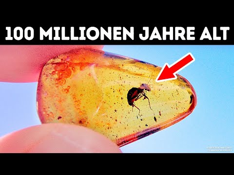 Gruß aus der Urzeit: Die seltsamsten Bernstein-Fossilien aller Zeiten