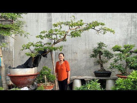Giao Lưu Quý Khách Một Số Cây BONSAI