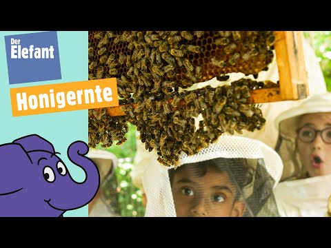 Wie wird Honig geerntet? | Der Elefant | WDR