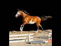 Jument - OC - 4 ans - CSO / Polyvalente - France