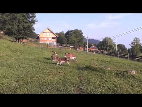 Hřebečci 4 měsíce