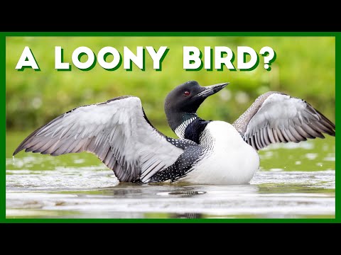 All about Loons