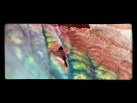 Pădurea Drocaia, Dolj (1) Gogoșu