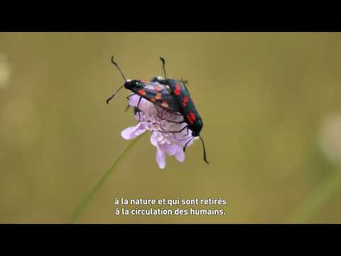 Restauration du sentier Imoucha | Épisode 3 - Biodiversité
