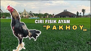 Download lagu Ciri asli ayam PAKHOY mp3