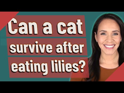 Can a cat survive after eating lilies?