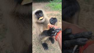 Download lagu Pyare Hanuman Ne Biscuit Liya ❤️ | Dil Jeet Lega Ye Cute Moment 🐒 mp3 Download lagu Pyare Hanuman Ne Biscuit Liya ❤️ | Dil Jeet Lega Ye Cute Moment 🐒 mp3