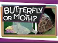 Butterfly or Moth?