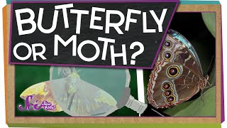 Butterfly or Moth? gameplay video by Mgraves, 5:04 duration
