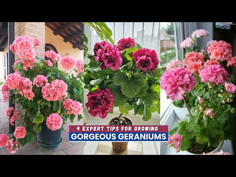 9 Expert Tips for Growing Gorgeous Geraniums