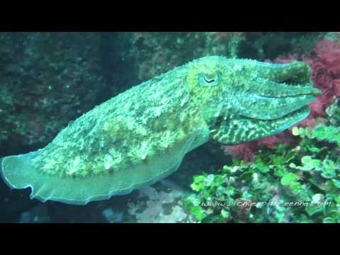 simulation plongée sous marine pc