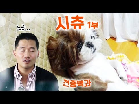시츄 편 1부｜견종백과