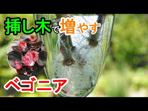 園芸 ベゴニアの葉挿しのやり方は?