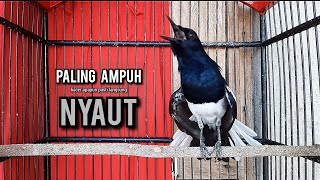 Download lagu kacer gacor NGEPLONG tarung ini paling ampuh buat PANCINGAN KACER agar EMOSI NYAUT mp3