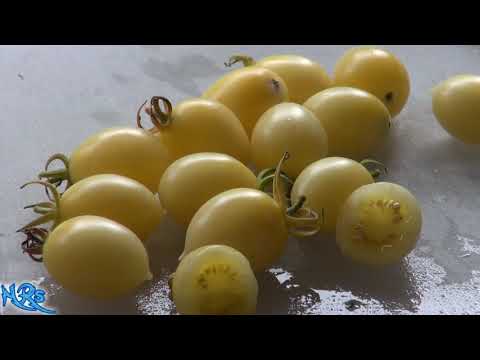 , title : '⟹ Barry's crazy cherry tomato | Solanum lycopersicum | Tomato review 2018'