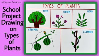 How to Draw Easy and Simple Types of Plants |School Project on Types of Plants |Drawing for Students
