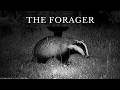 A Peaceful Wild Badger Quietly Foraging In The Grass