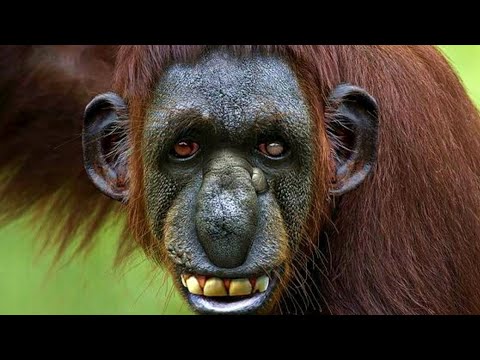 20 STRANGE MONKEYS YOU WON'T BELIEVE EXIST!