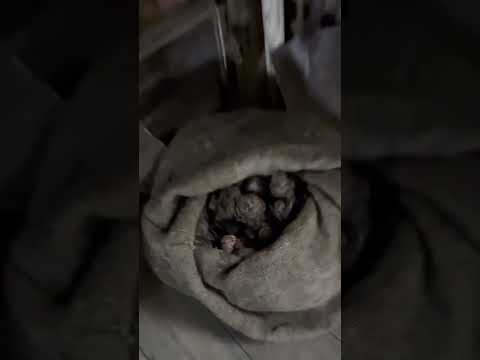 Inside Scott Hut McMurdo Station