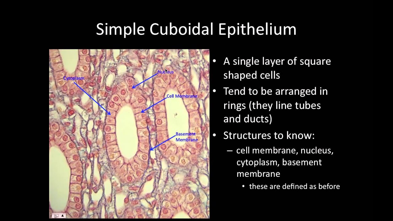 Bio165 - Tissues for Lab Practical 2