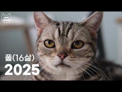 2025년 고양이들이 할 일 - 아프지 말기