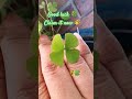 #6 Good Luck  @GemaroseSorgenfrei  #fourleafclover #4leafclover #clovers #lucky #peace #manifest