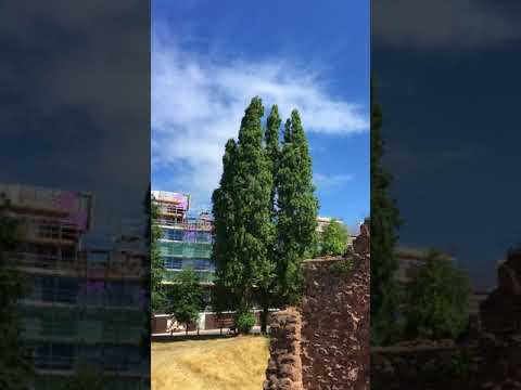 グレーポプラ 植物