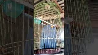 Download lagu suara ciblek tebu mp3