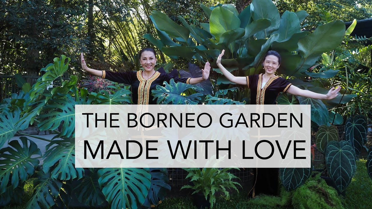 LOVING HUSBAND  built TROPICAL GARDENfor WIFE | 16 GARDENING (& how to be a GOOD HUSBAND) TIPS!