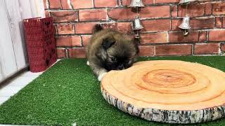 ハーフ犬の動画01