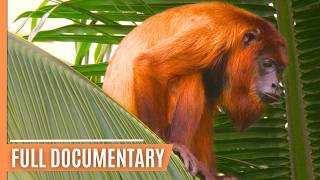 Living with Nature in Guyana's North-East - Rare Wildlife Encounters | Full Documentary