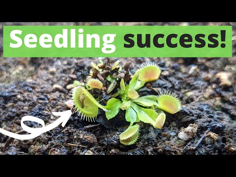 🌱 Venus Flytrap Seedling Update and Care (Leaf Pulling Propagation 🍃)